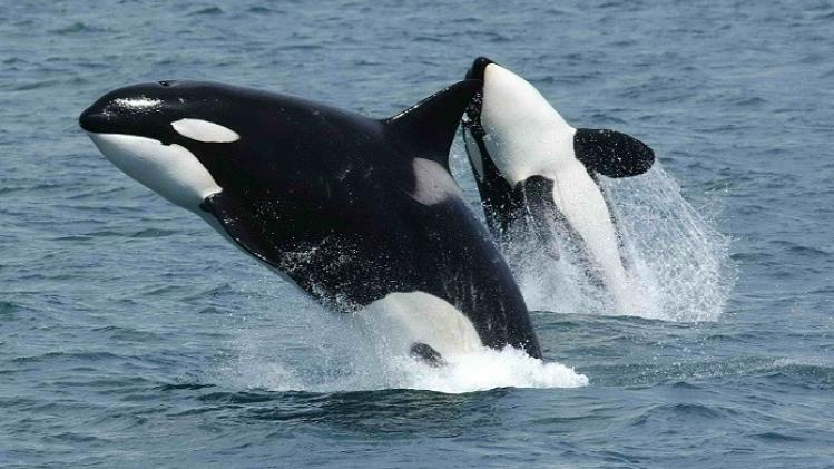 killer-whales-591130_1920