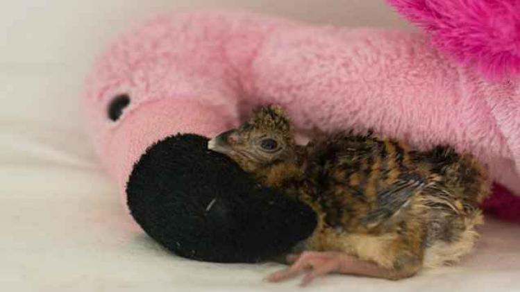 12187695_1019248001471292_793062668663725605_n