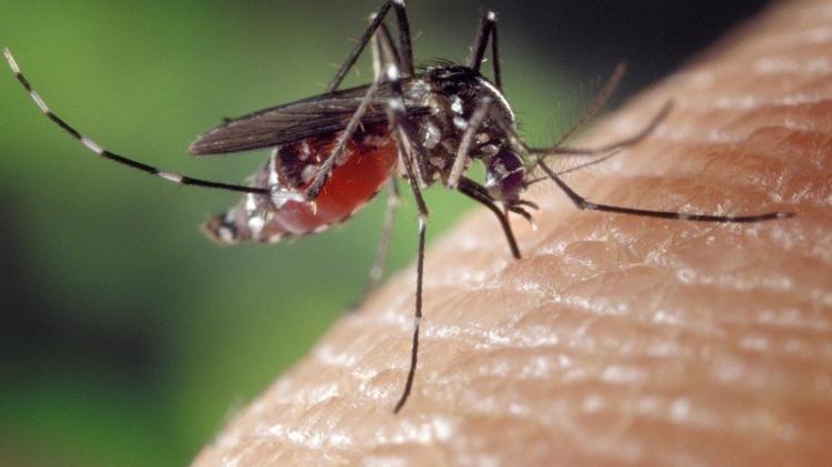 (VRAI ou FAUX) Toute la vérité sur les moustiques