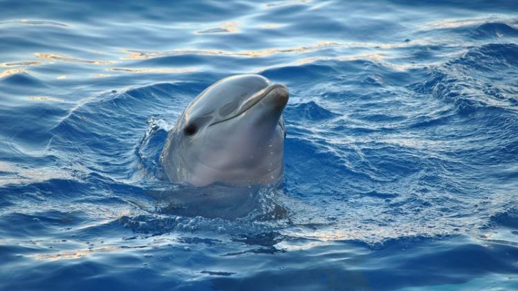 Baignade restreinte en Bretagne à cause d'un dauphin en rut - Metrotime