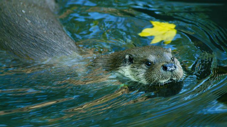 Loutre-Rudi Dujardin