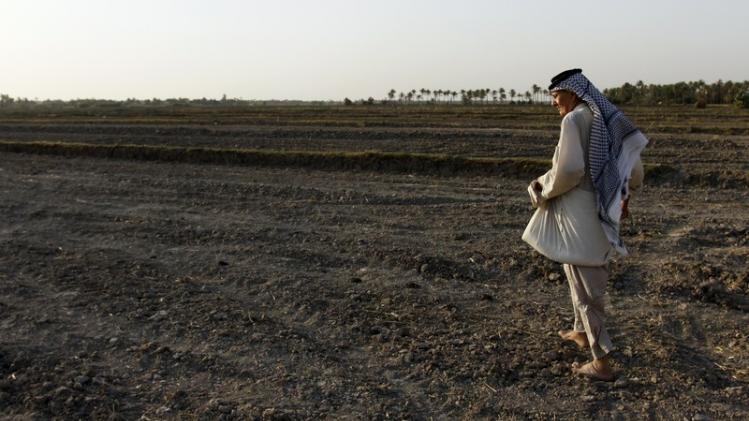 IRAQ-AGRICULTURE-RICE-DROUGHT