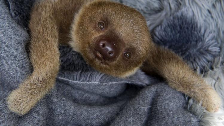 COLOMBIA-ANIMALS-SLOTH-FOUNDATION