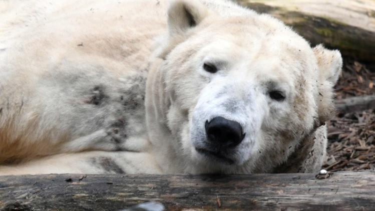 Polar bear Wolodja in Berlin