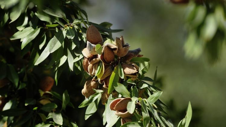 SPAIN-AGRICULTURE-ALMOND