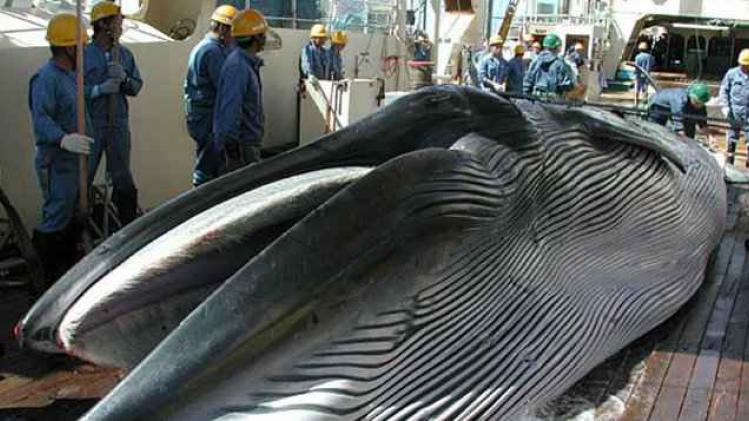 Le Japon annonce reprendre la chasse à la baleine pour des raisons "scientifiques"