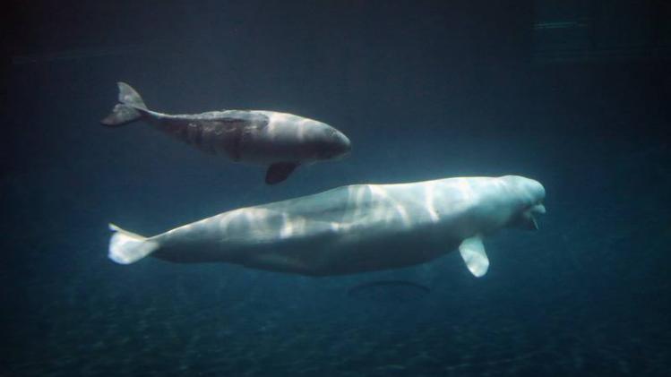 Baby Beluga Whale Welcomed At Chicago's Shedd Aquarium