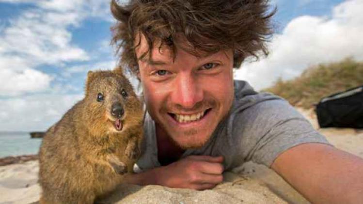 Allan_Dixon_quokka_3533071k-700x357
