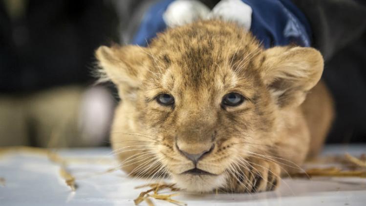 belgaimage-91234310-full