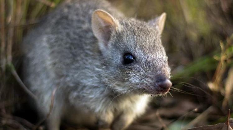 BELGAIMAGE-142925204