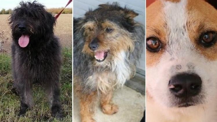 chiens à adopter 2