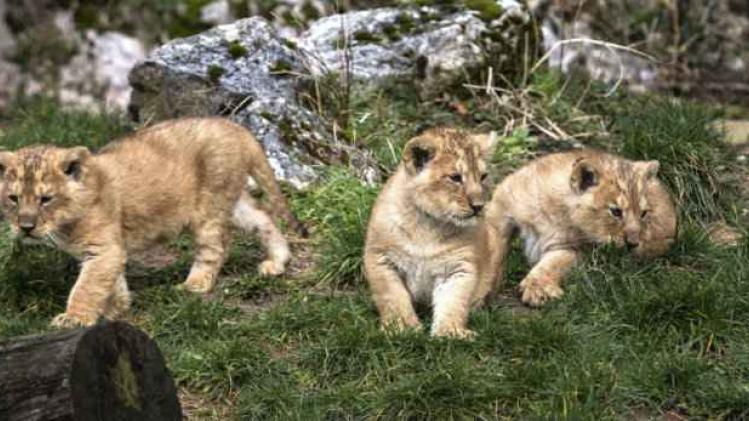 7163669-deux-bebes-lions-tues-par-leurs-parents-au-zoo-de-besancon