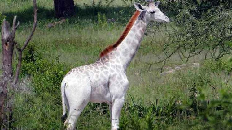 white-giraffe-leucism-albino-rare-animals-omo-tanzania-8