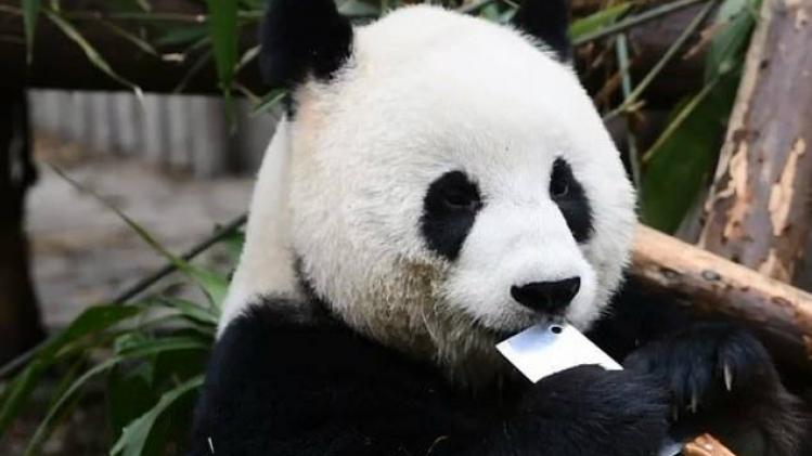 8045384-6547075-At_one_point_the_panda_was_seen_waving_the_sharp_blade_dangerous-a-45_1546434176188