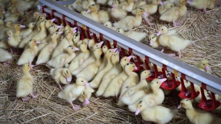 La Cour suprême valide l'interdiction du foie gras en Californie