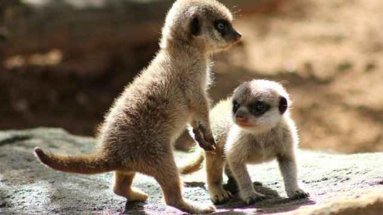 12628470_1068457226550501_8349597687902979806_o