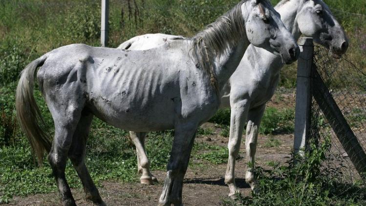 SERBIA-CROATIA-HORSES-LIPIZZANER