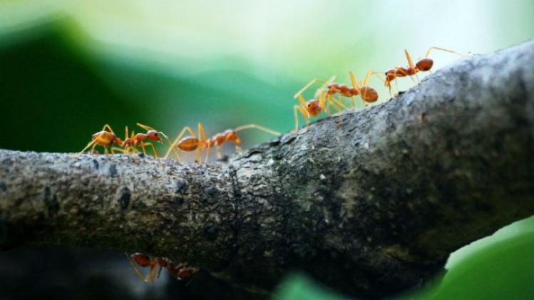animals-antenna-ants-842401