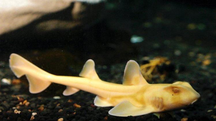 'Mango', a two year old male yellow Port Jackson shark,