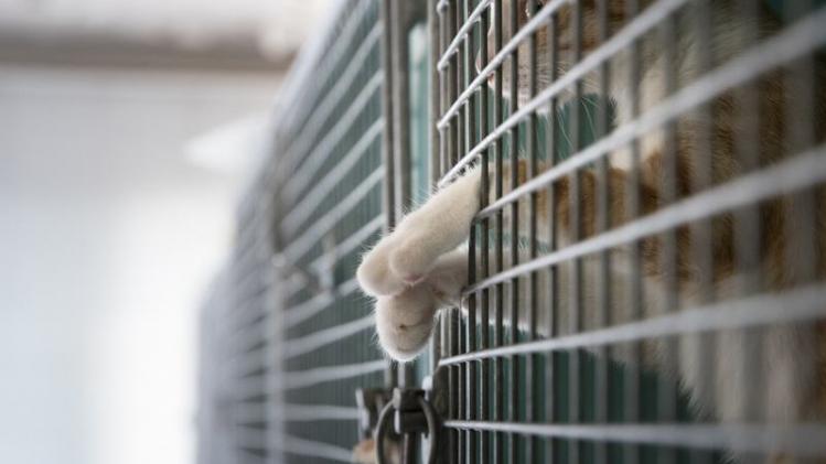 FRANCE-ANIMALS-PROTECTION-ADOPTION-SPA