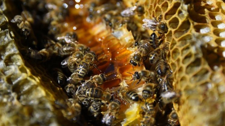 FRANCE-ENVIRONMENT-AGRICULTURE-APICULTURE-INSECT-BEE-BIODIVERSIT