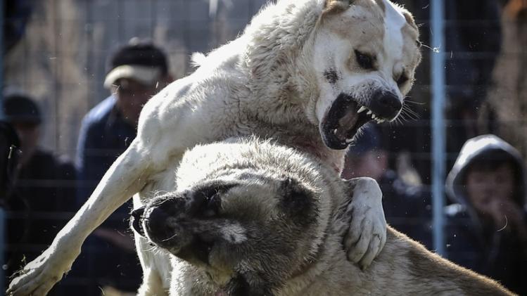 KYRGYZSTAN-ANIMAL-DOG-FIGHT