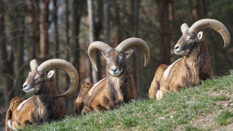 wp-content_uploads_2019_05_mouflon-1260937_1920.jpg