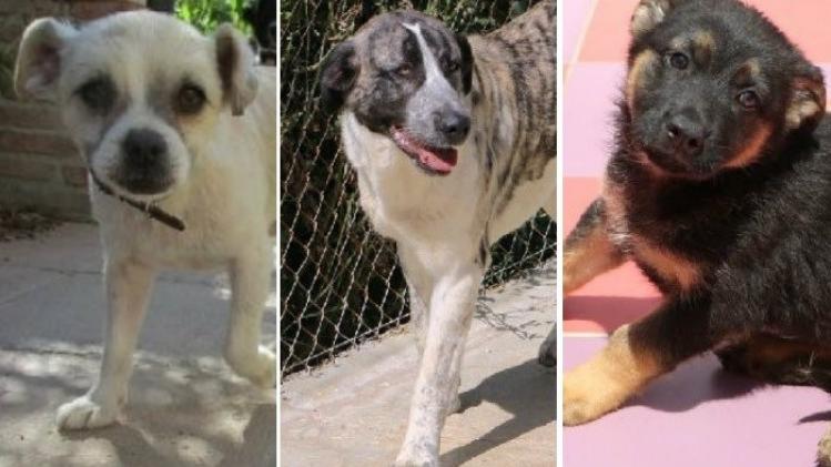 chiens adopter 15.06