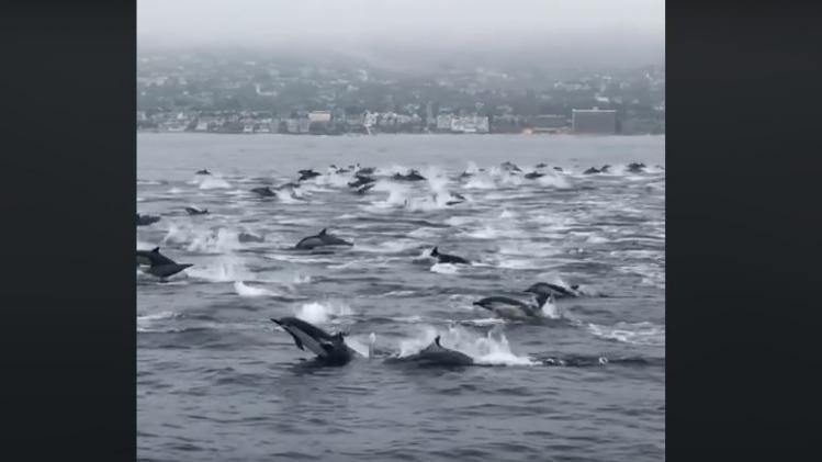 Capture dauphins