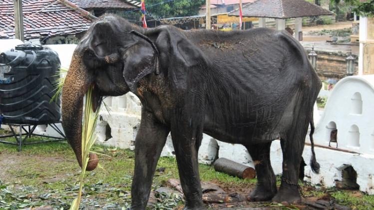 SRI LANKA-ELEPHANT-ANIMAL-BUDDHISM