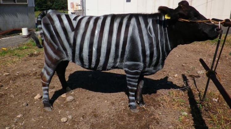 vaches zebres