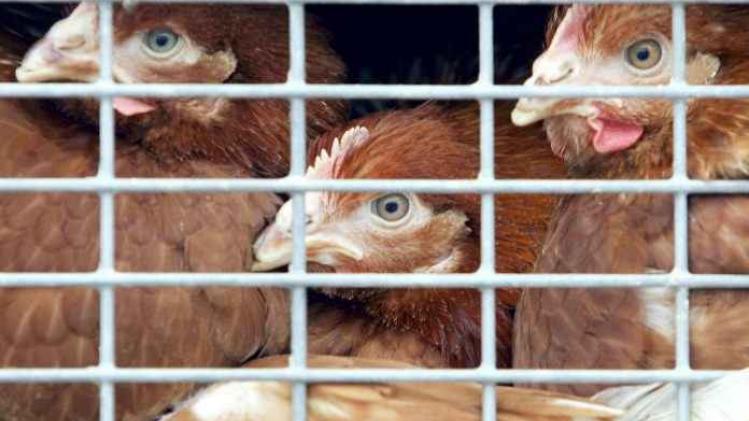 BELGAIMAGE-69800666-1-696x459