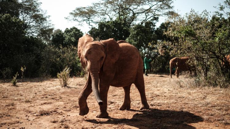 KENYA-WILDLIFE-ELEPHANT-ORPHANAGE