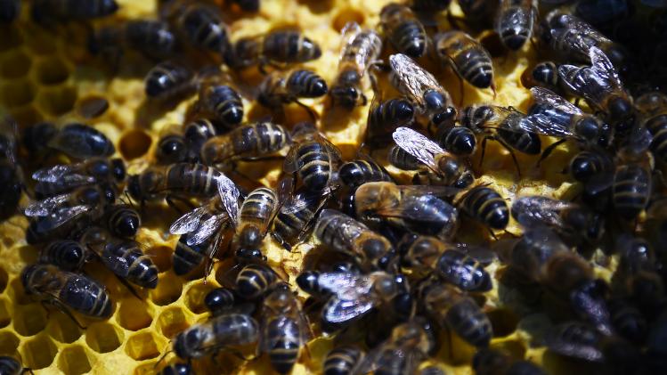 FRANCE-ENVIRONMENT-AGRICULTURE-APICULTURE-INSECT-BEE-BIODIVERSIT