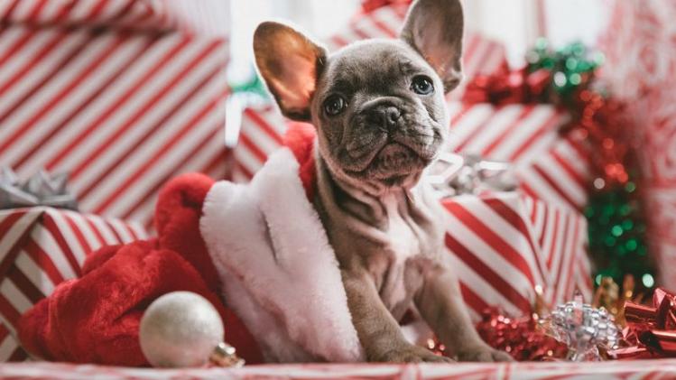 Vêtements, jouets, friandises De quoi gâter nos animaux à Noël
