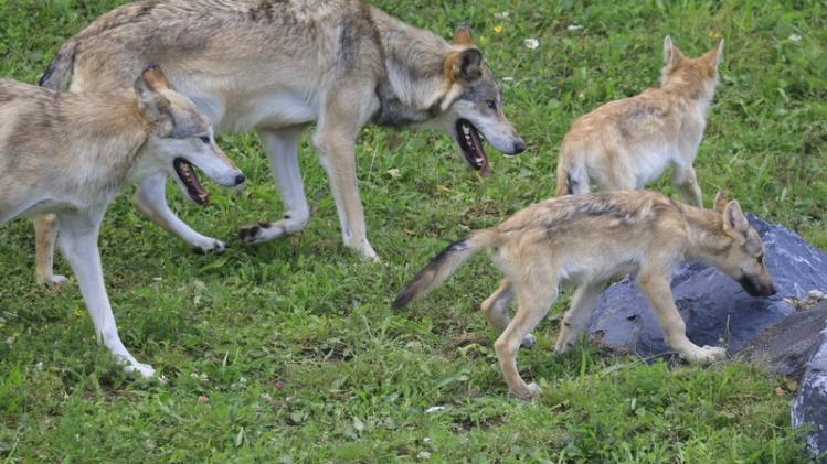Neuf loups du Canada arrives chez Pairi Daiza