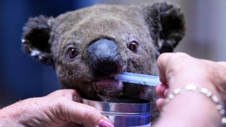 Les incendies en Australie déciment koalas et autres espèces sauvages uniques