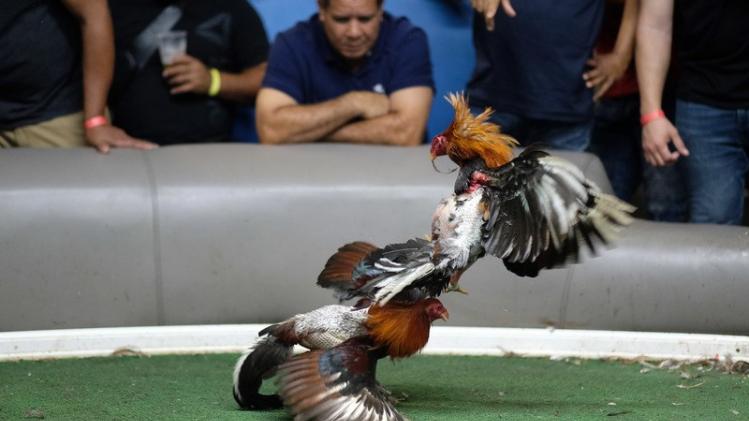 Puerto Rico seeks to continue cockfighting in defiance of US law