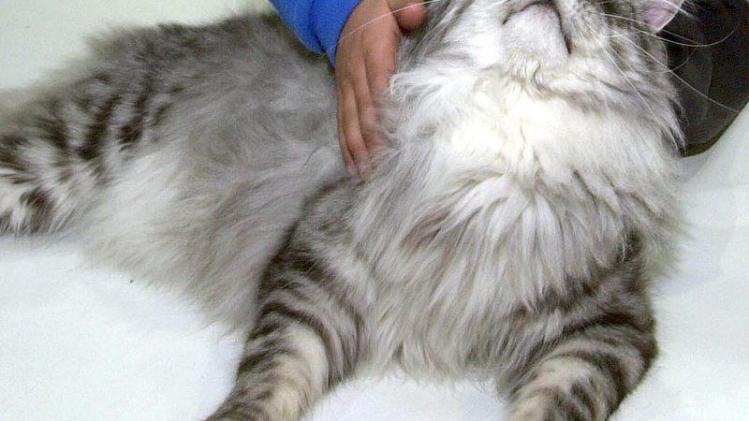 The cat , called Eros of the wild flower won European cats beauty contest.