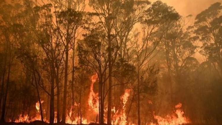 Les incendies en Australie aggravent la situation de plus de 100 espèces d'animaux déjà menacées