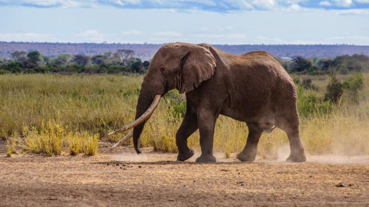 KENYA-ELEPHANT-CONSERVATION-SPECIES