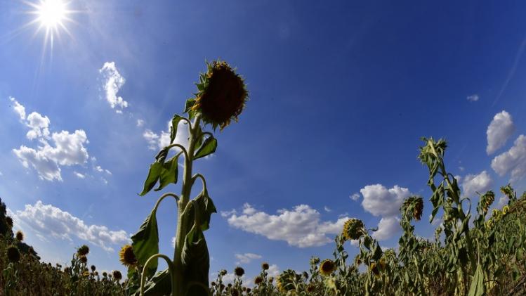 GERMANY-WEATHER-HEATWAVE-AGRICULTURE