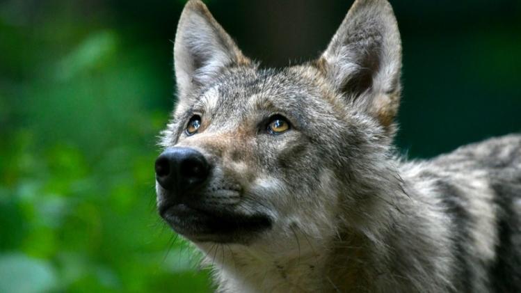 GERMANY-WOLF-FEATURE