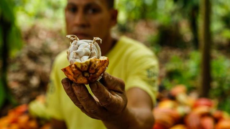 DOUNIAMAG-BRAZIL-ECONOMY-COCOA