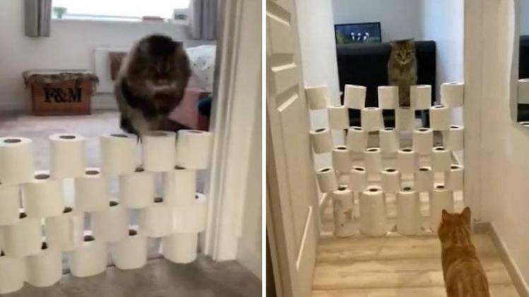 cat challenge