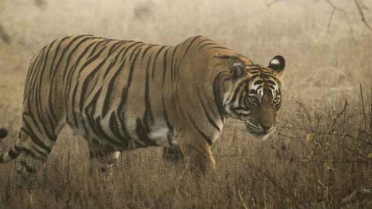 Wild Tiger Ranthambhore