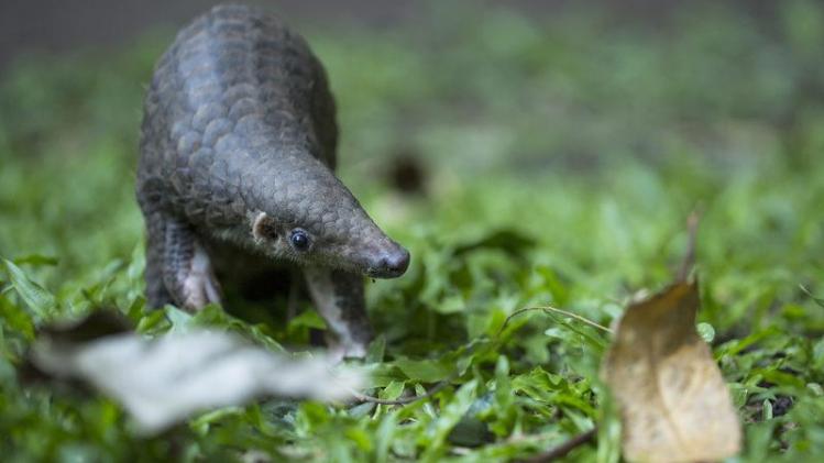 Endangered Baby Pangolin Takes His First Steps After Rescue From Poachers