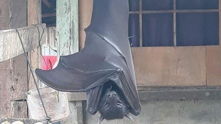 bat