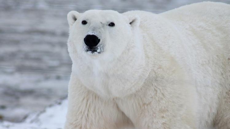 close-photography-of-white-polar-bear-53425