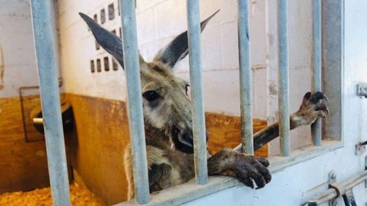 Kangaroo captured after hopping through Fort Lauderdale streets